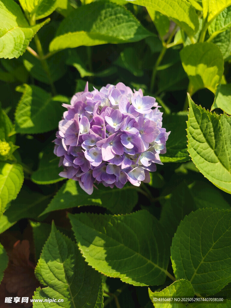 紫色繡球花綻放綠葉間