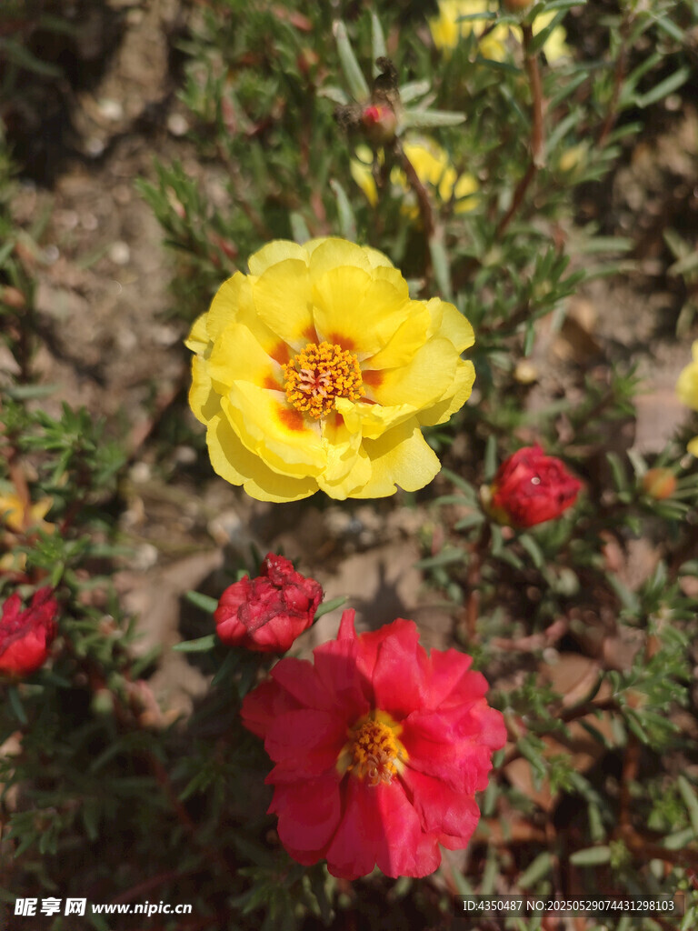 多彩綻放的嬌艷太陽花