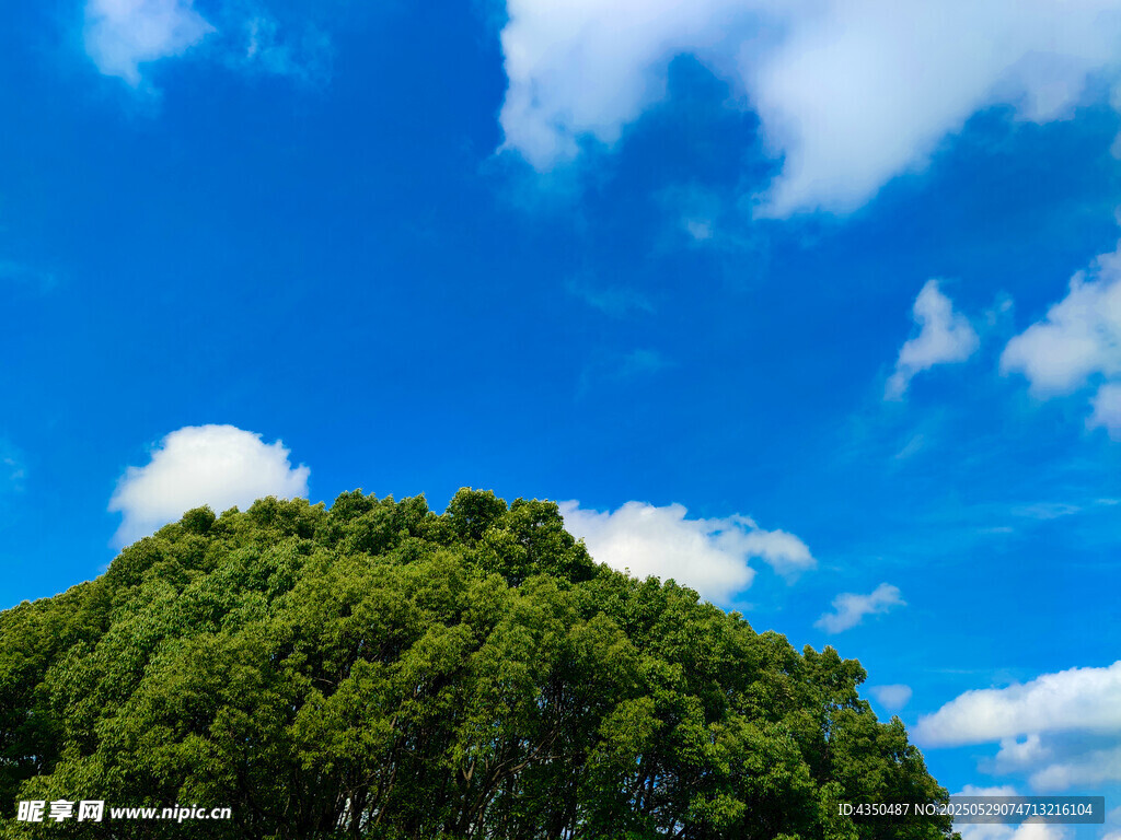 藍天綠樹美景