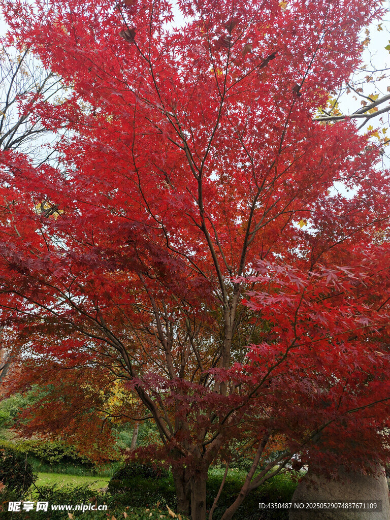 秋日紅楓美景