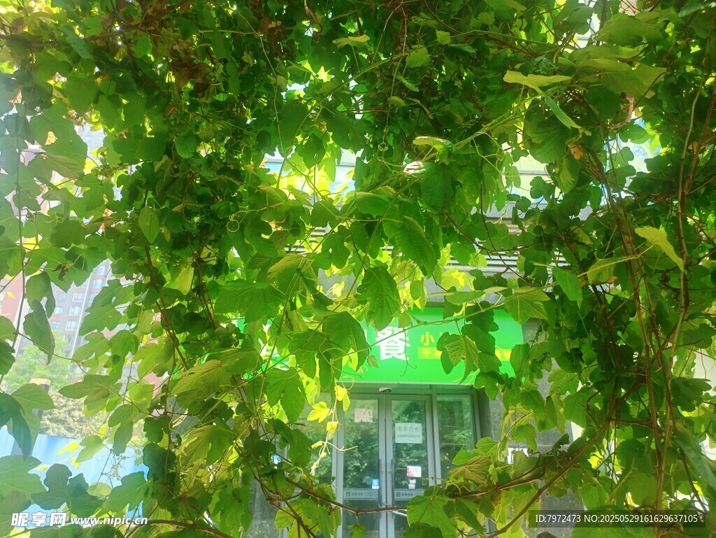 綠蔭下的小屋