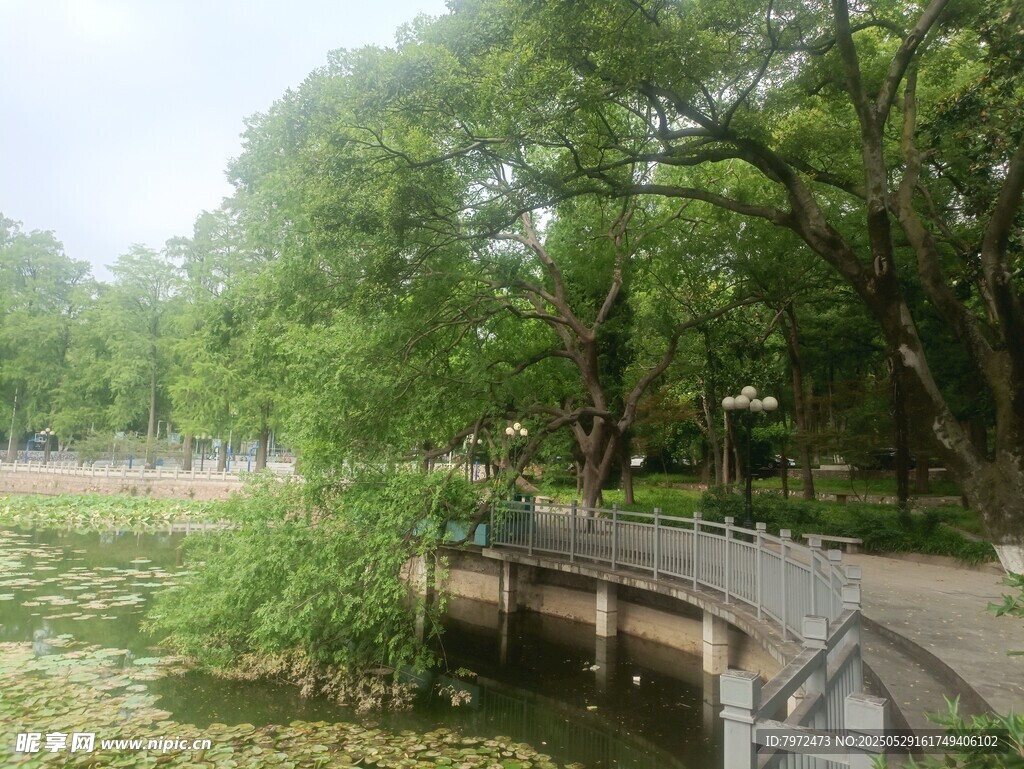 湖畔綠蔭下的清幽石橋