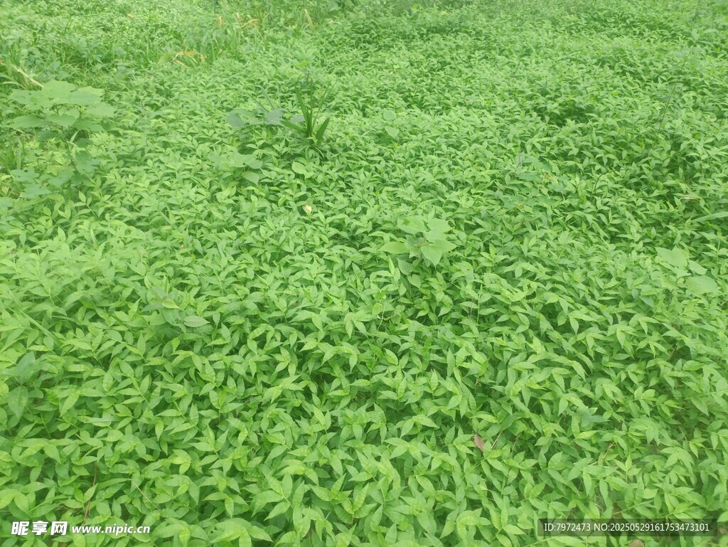 翠綠草坪