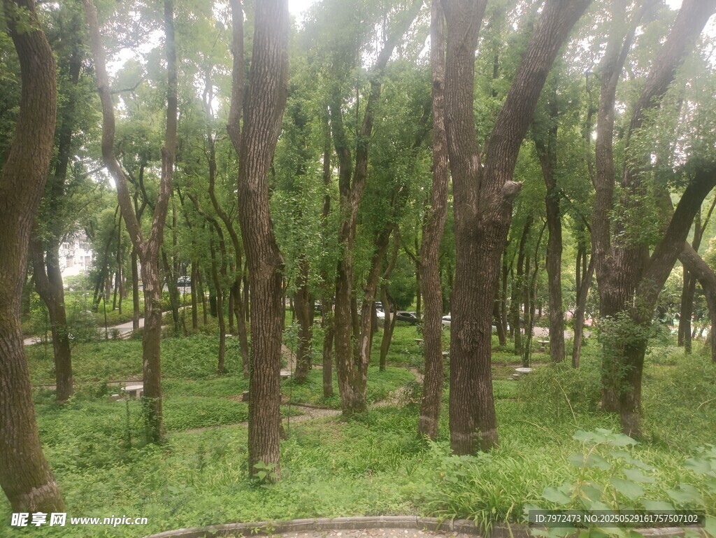 林間綠意盎然的靜謐小道