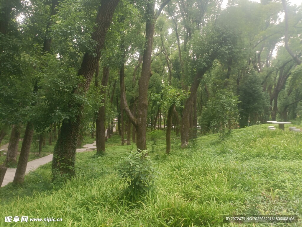 林間綠意盎然的清新景致