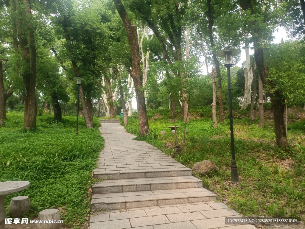 林間木徑綠意盎然