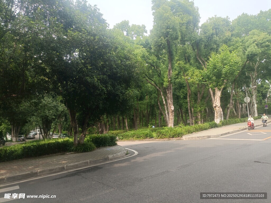 林蔭道路景