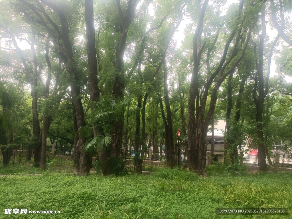 綠意盎然的樹林景觀