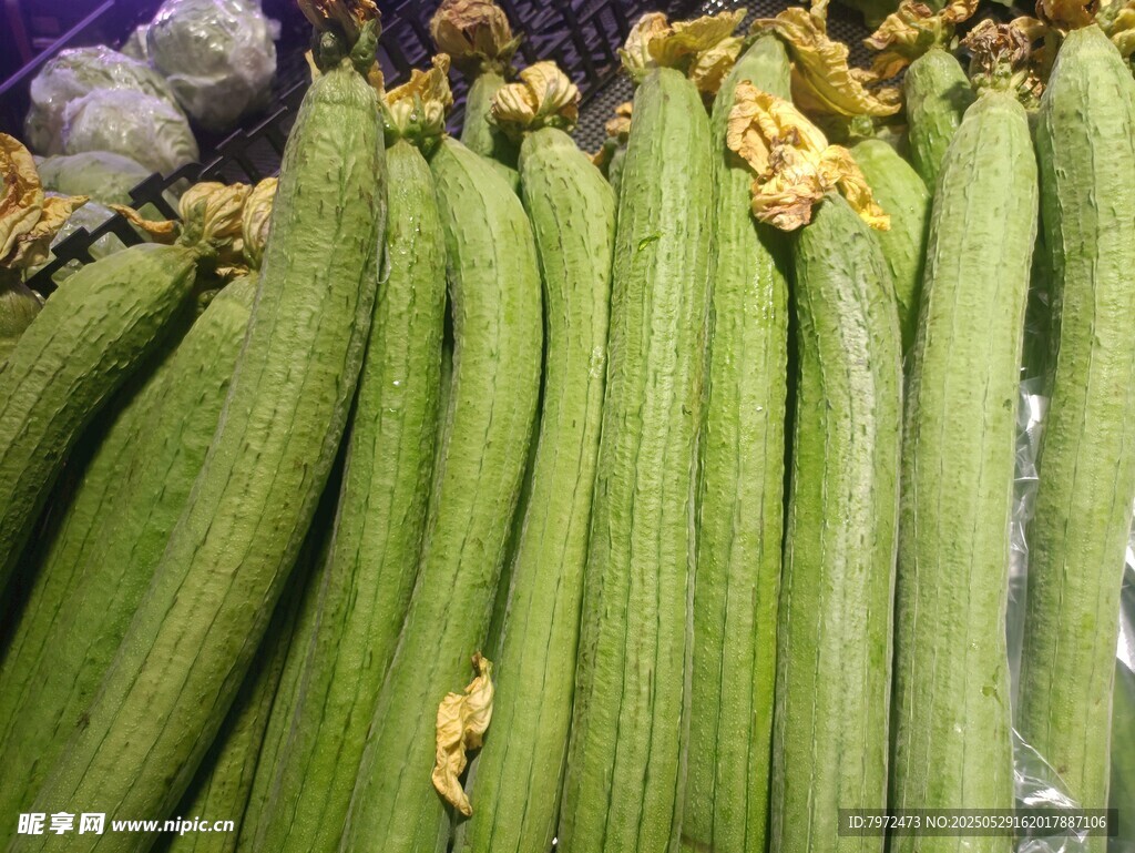 新鮮絲瓜整齊擺放