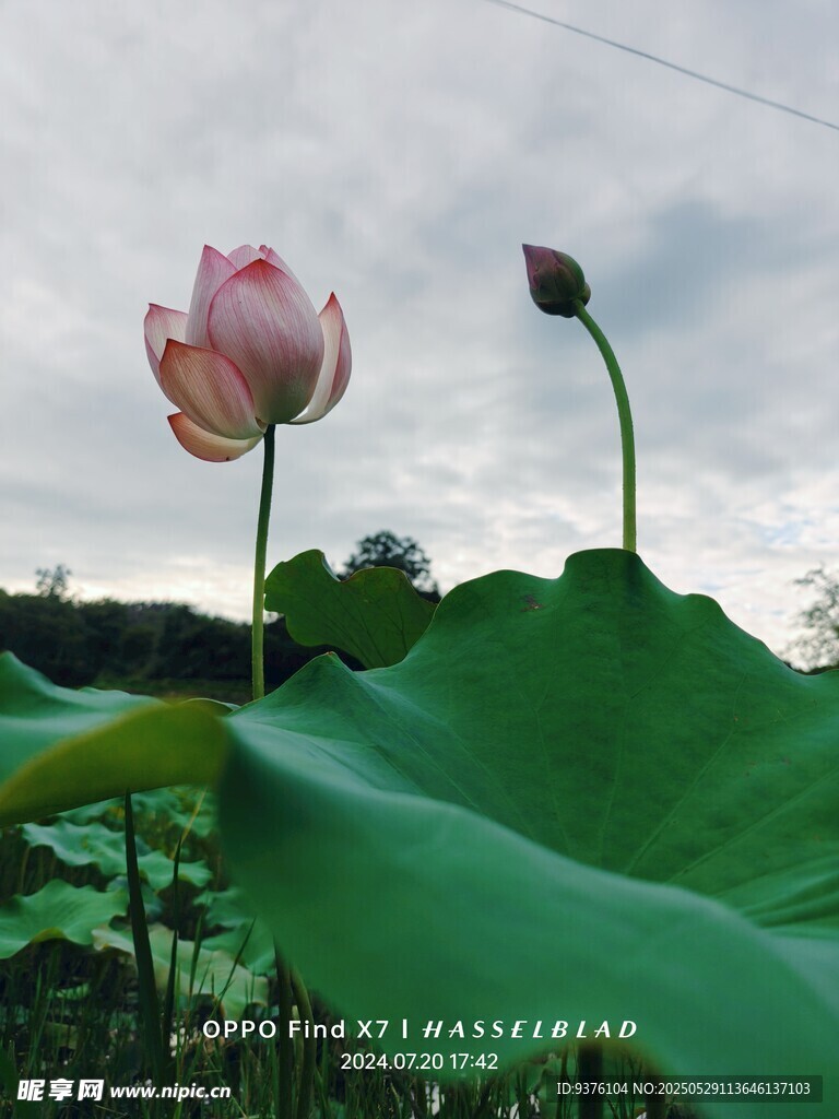 荷花