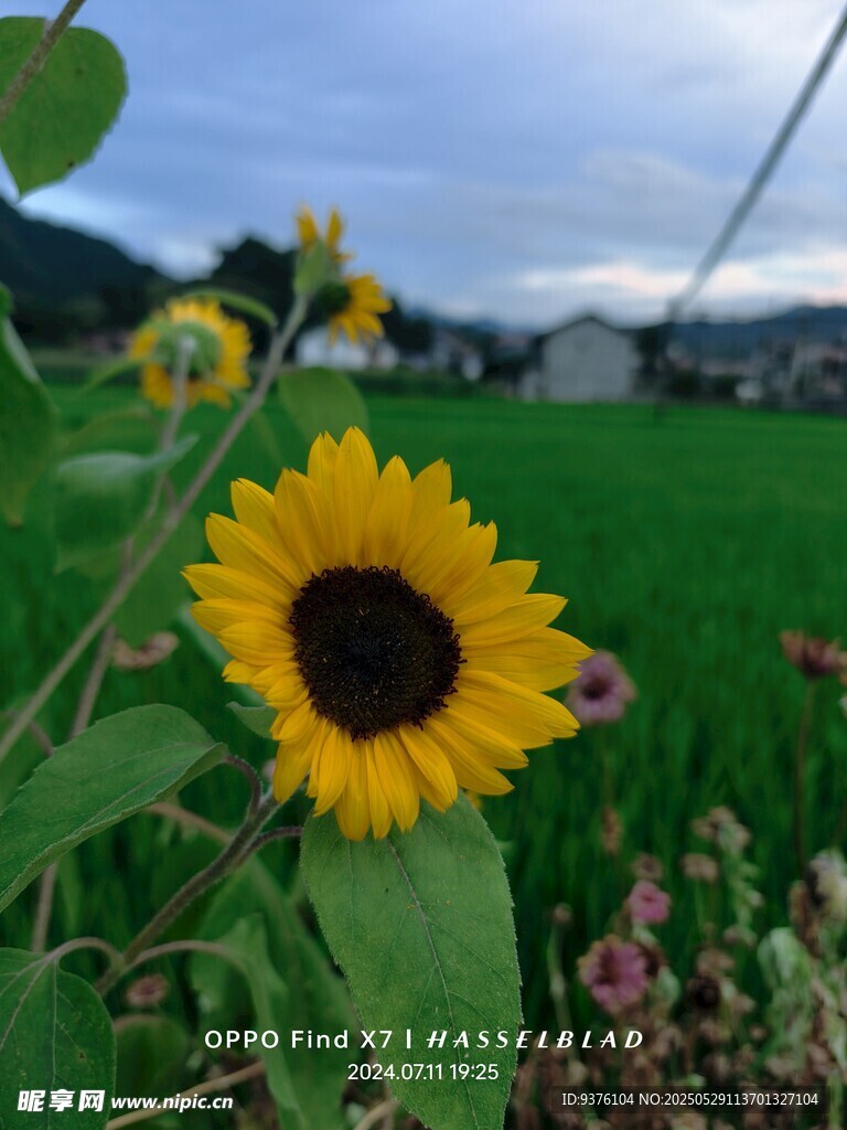 小向日葵