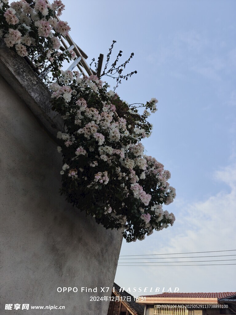 菊花