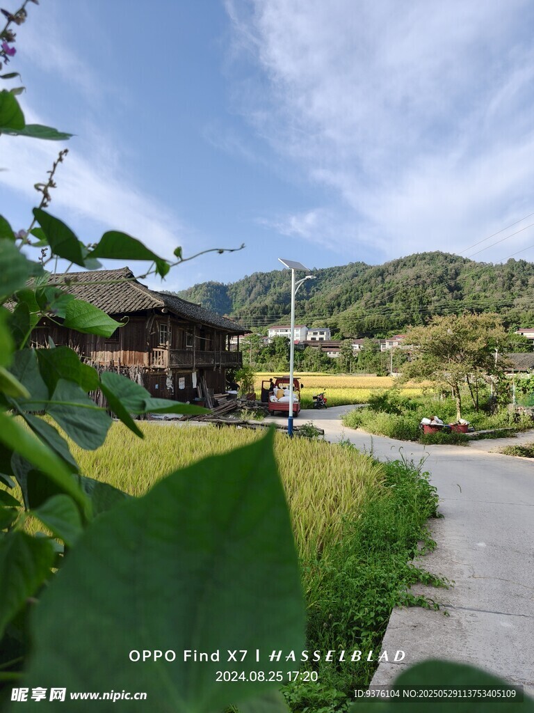 夏日稻田