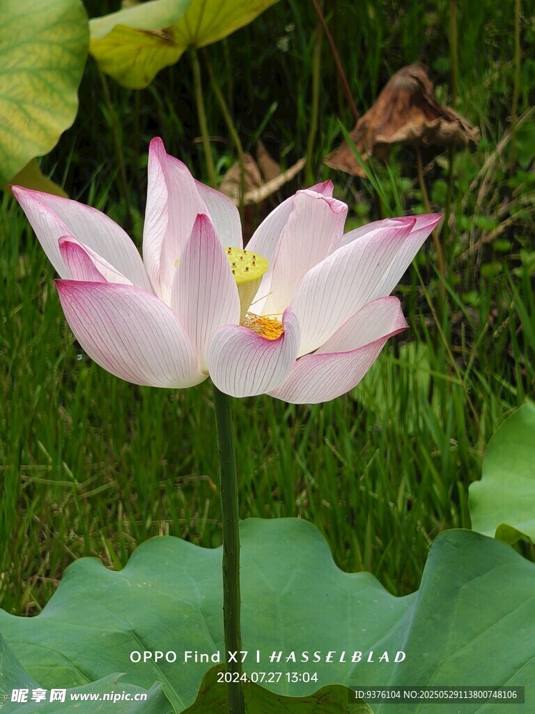熱烈