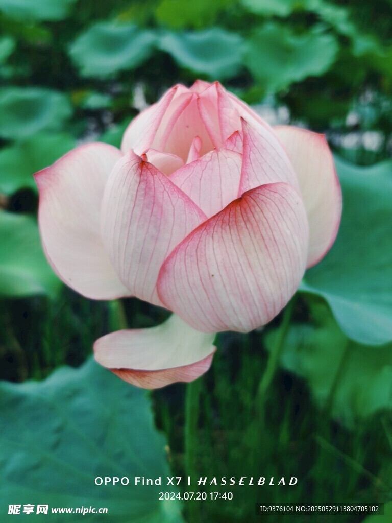 含苞待放