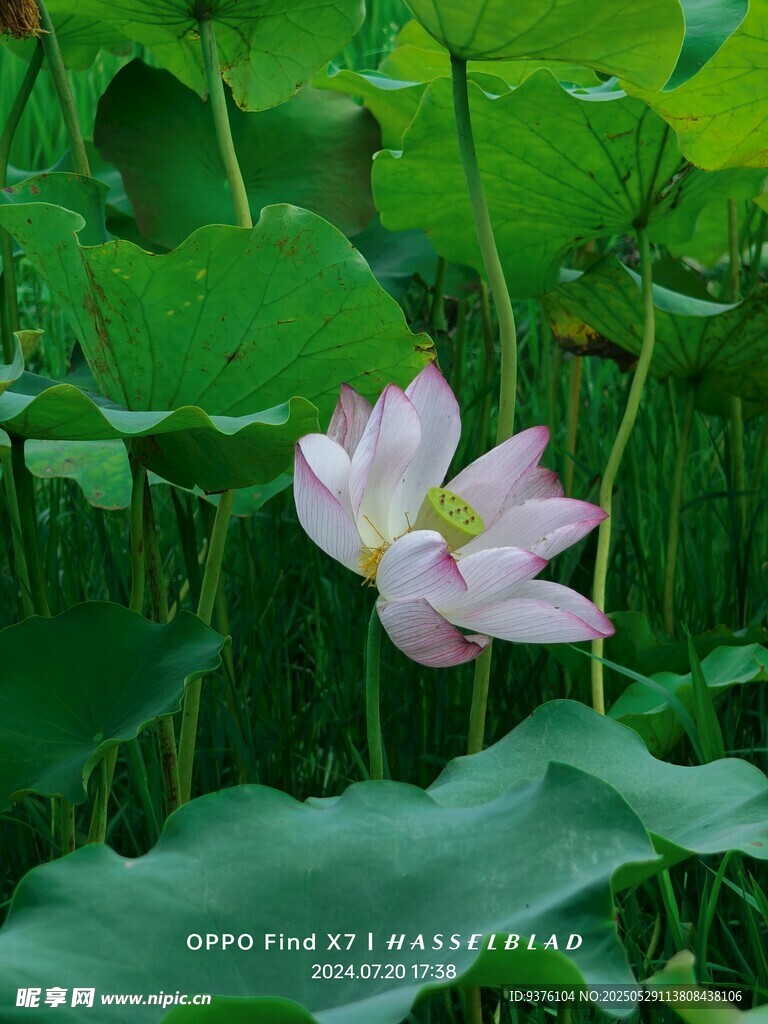 綻放