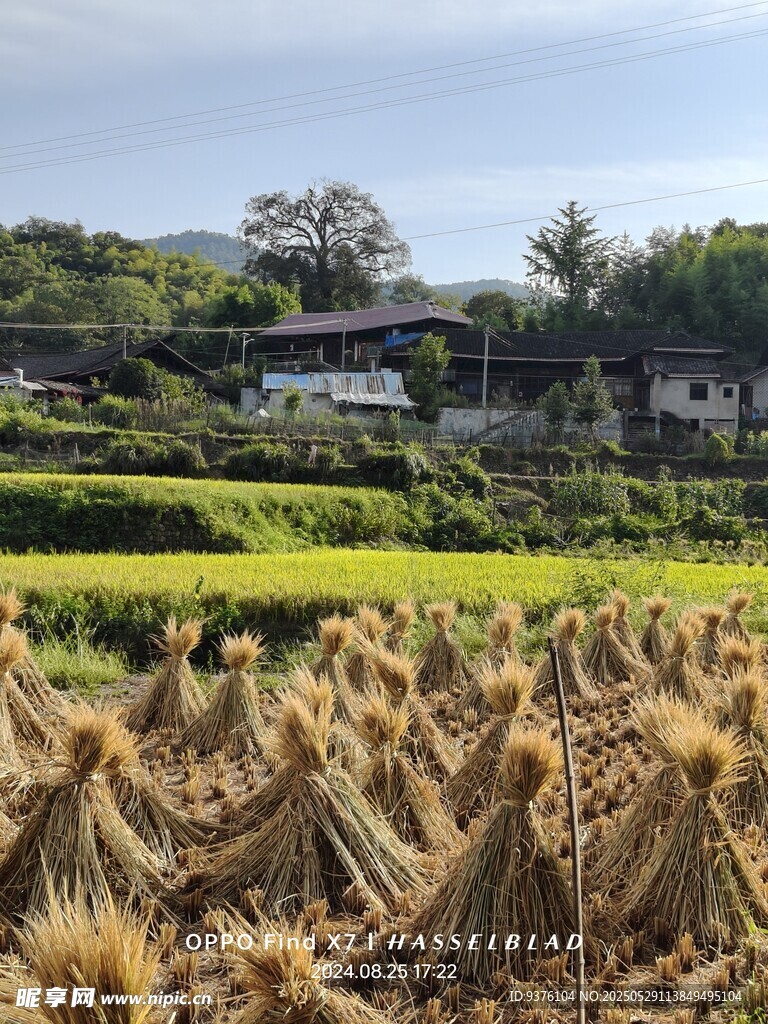 稻田