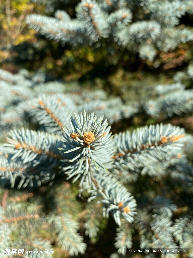藍杉枝葉特寫