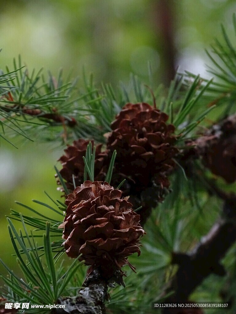 松樹枝頭的松果特寫