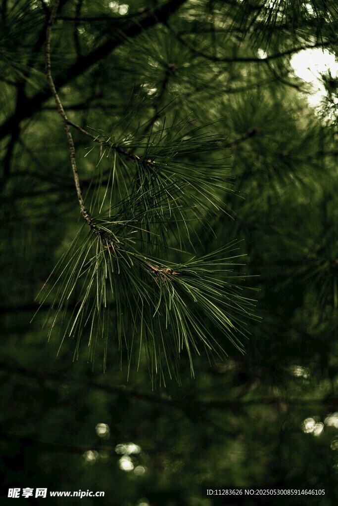 翠綠松枝隱于繁茂綠葉間