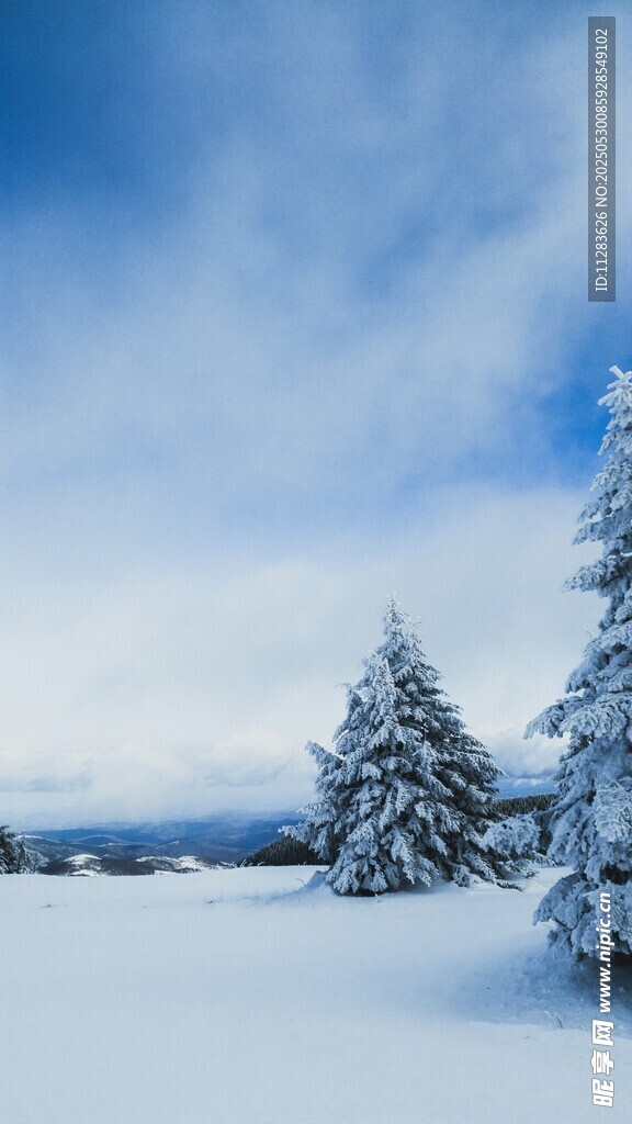 冬日雪景中的靜謐雪松