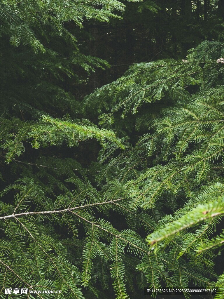 翠綠松枝特寫