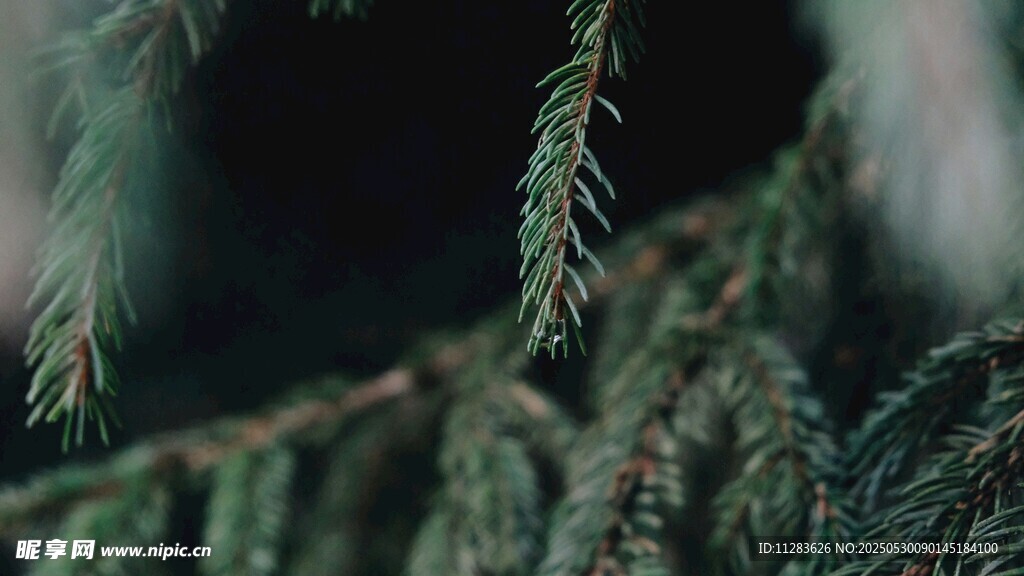 翠綠松枝特寫