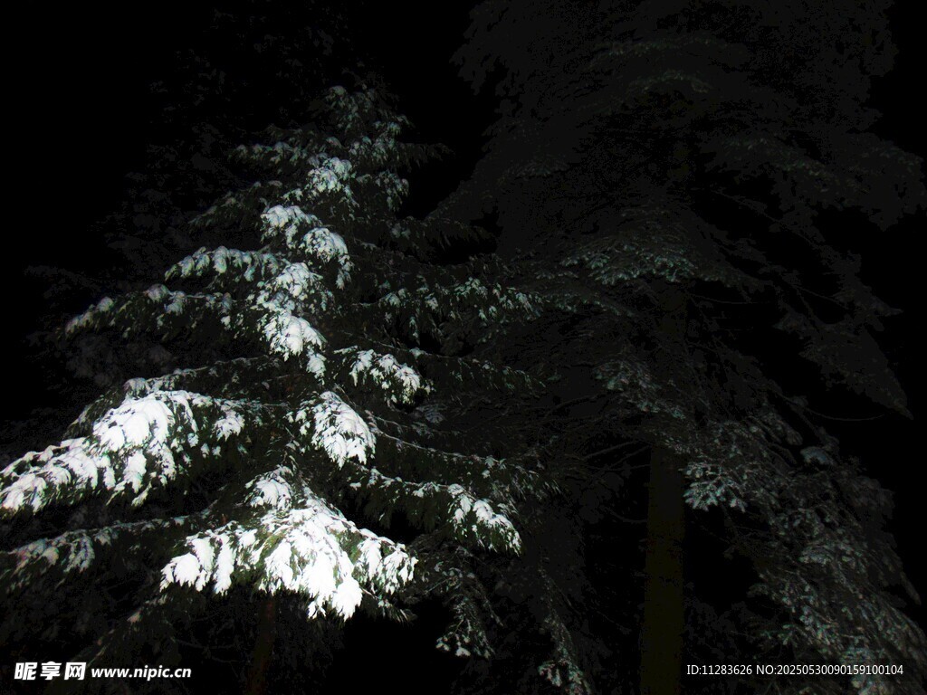 夜中雪覆松樹景觀