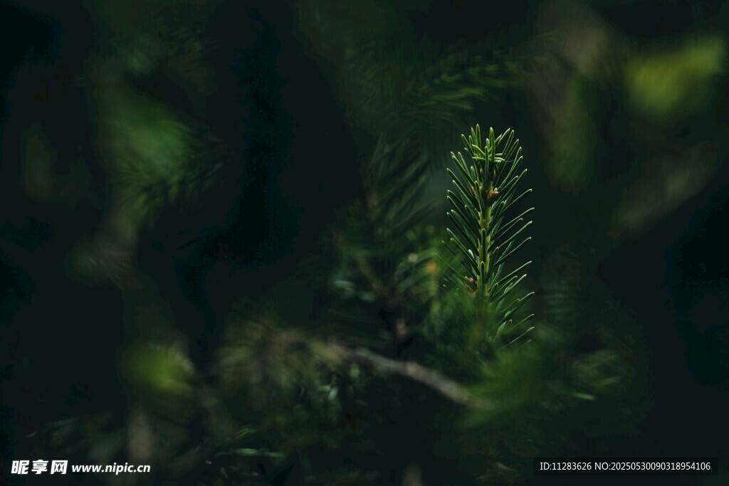 林中翠綠植物特寫