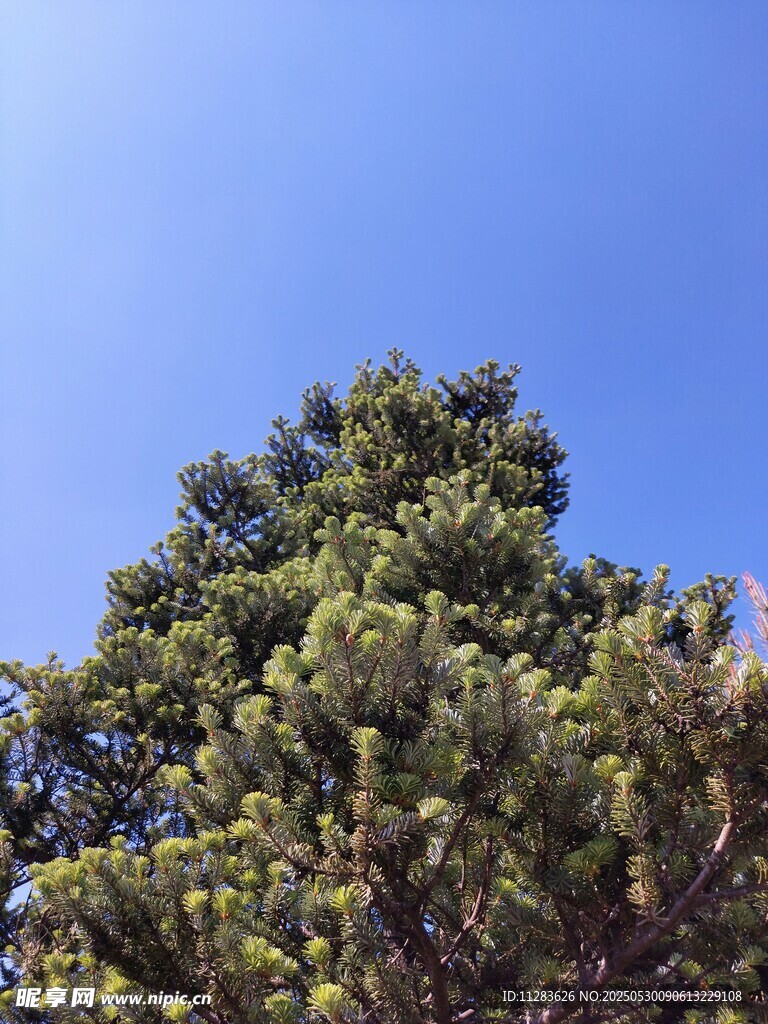 藍天映襯下的茂密松樹