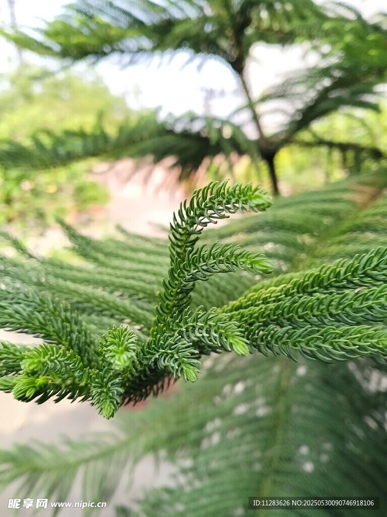 翠綠松針特寫