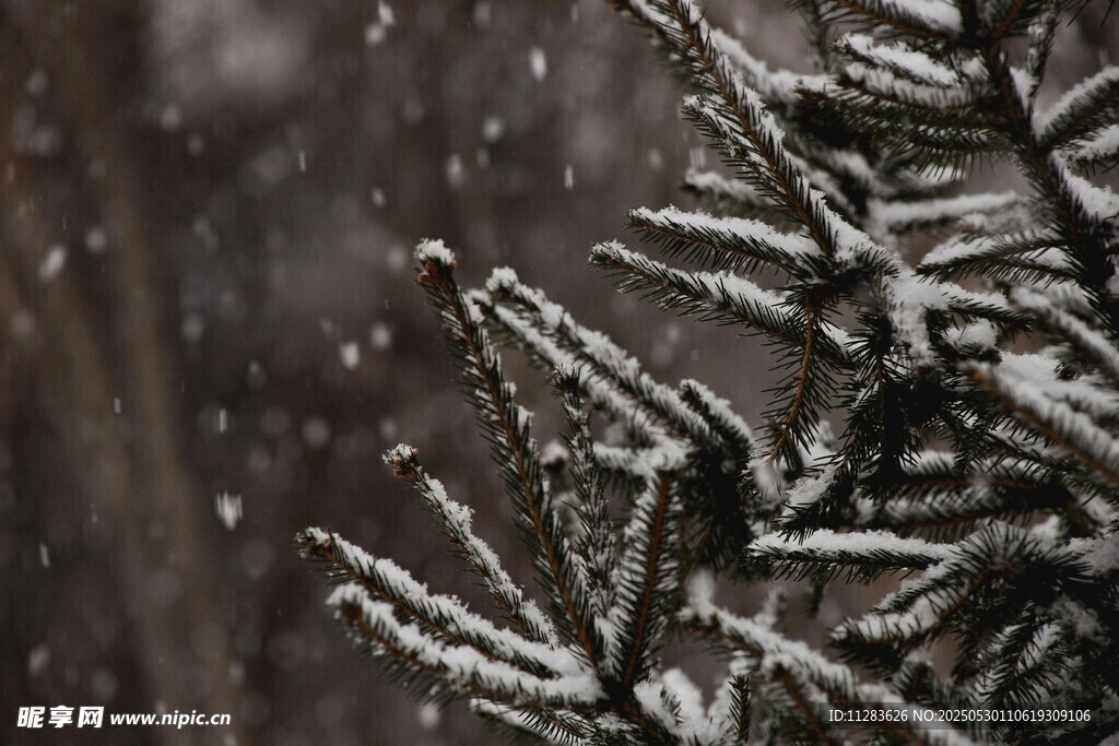 雪中松枝覆霜特寫