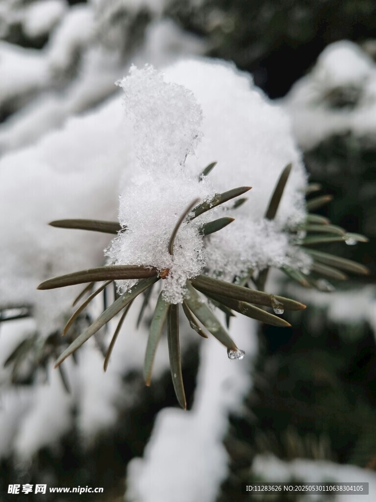 雪覆松枝
