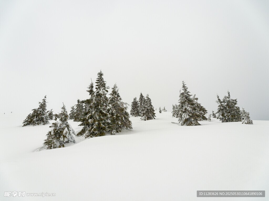 雪覆松林美景