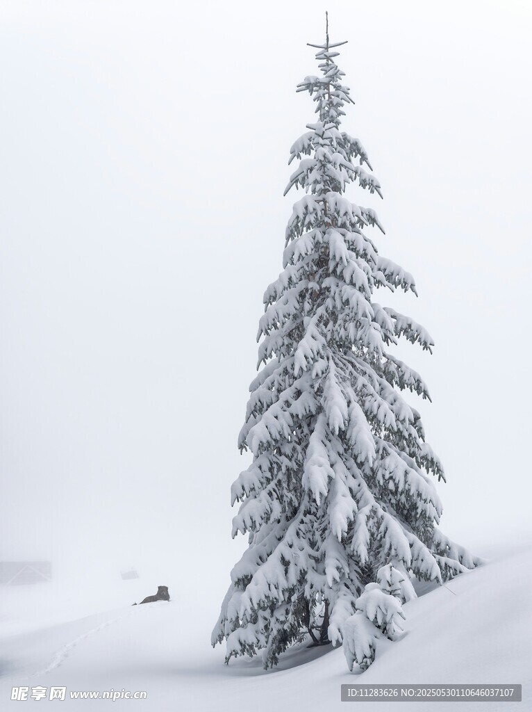 雪覆松樹美景
