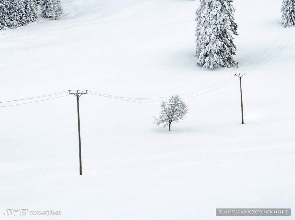 雪地中的電線桿與樹木