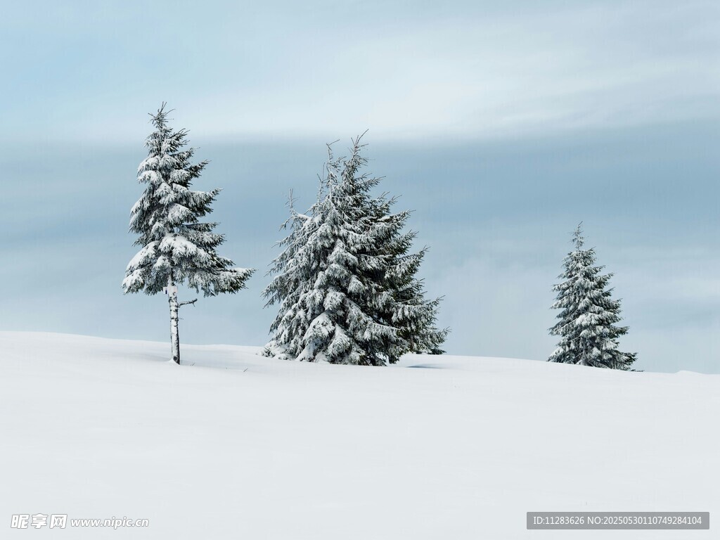 雪覆松樹的冬日美景