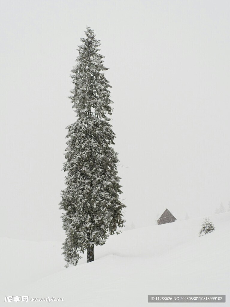 雪覆孤松