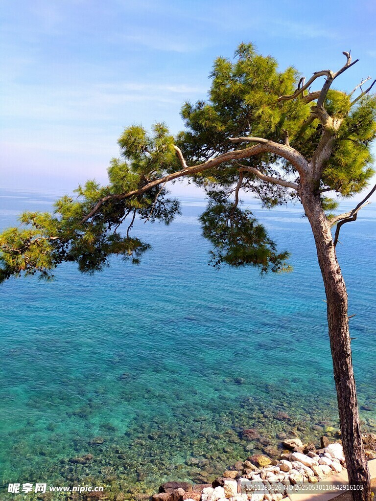 海邊孤松與碧藍(lán)海水