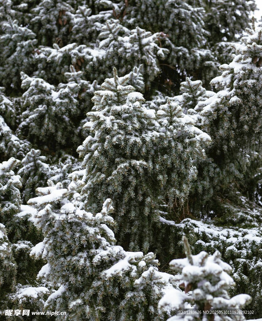 雪覆松枝的冬日美景