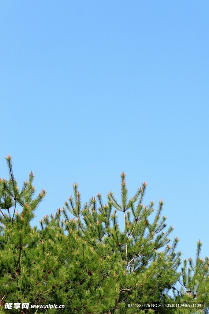 藍天映襯下的翠綠松樹
