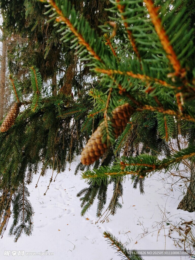 雪覆松枝與松果