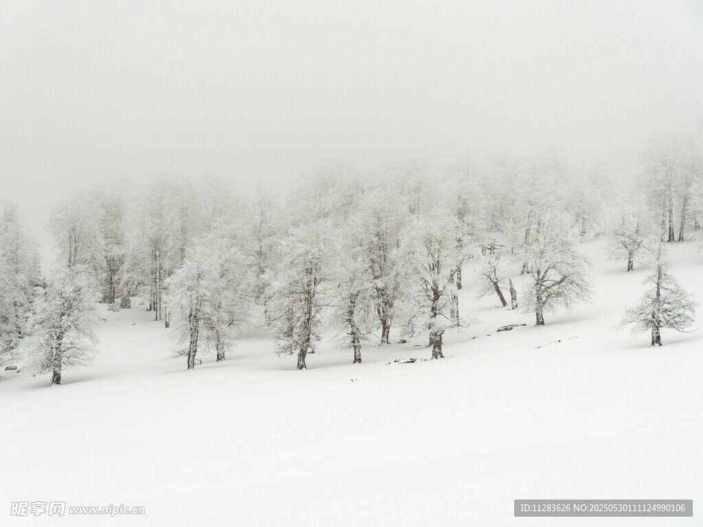 雪覆山林的靜謐冬日景象