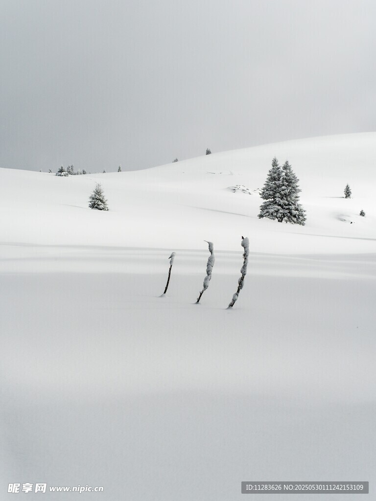 冬日雪景中的孤立樹木