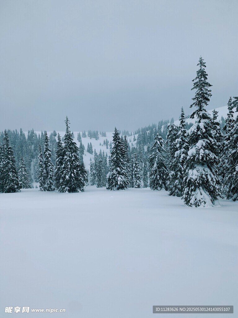 冬日雪景中的靜謐松林