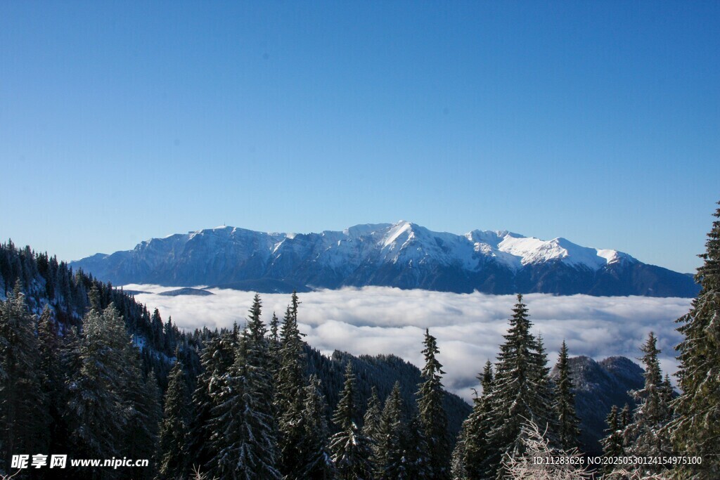 雪山云海間的森林美景