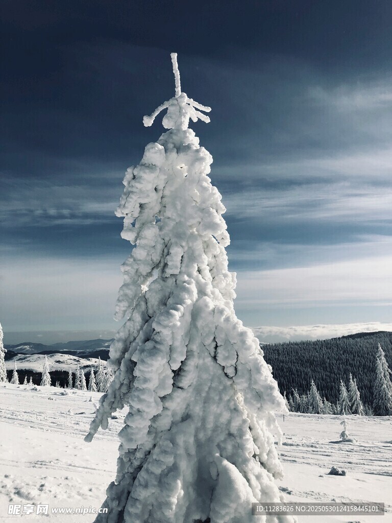 雪覆圣誕樹美景