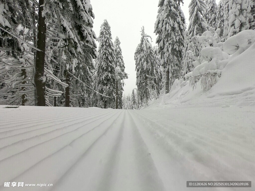雪覆林間路