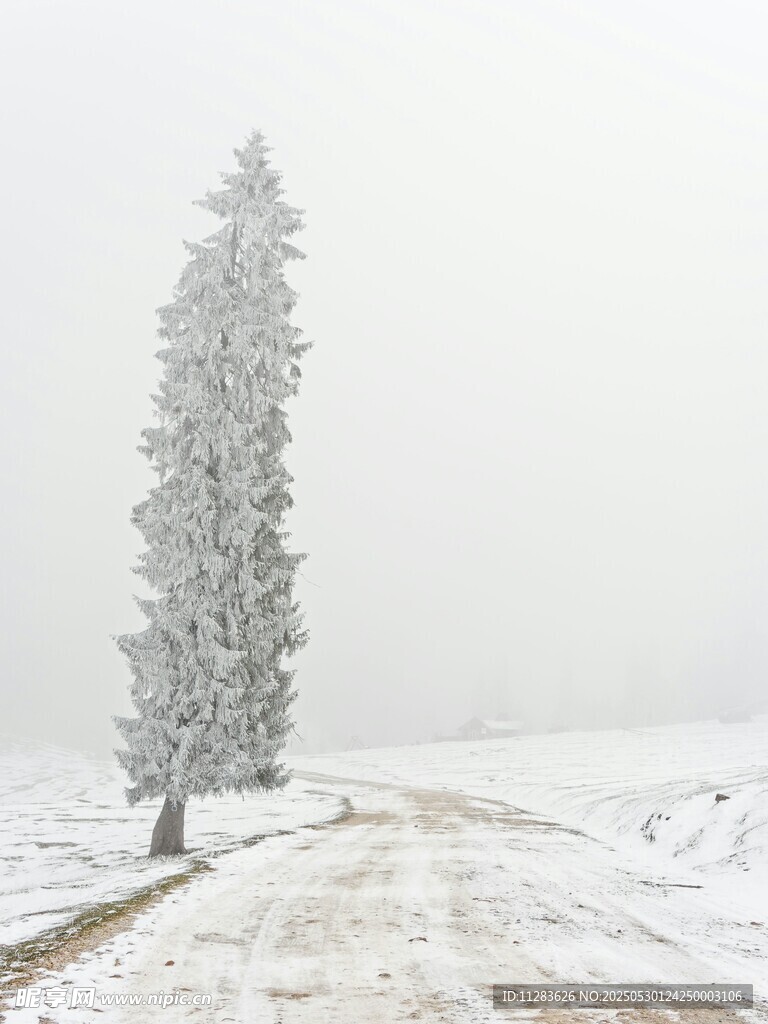 雪覆孤樹的冬日曠野景象