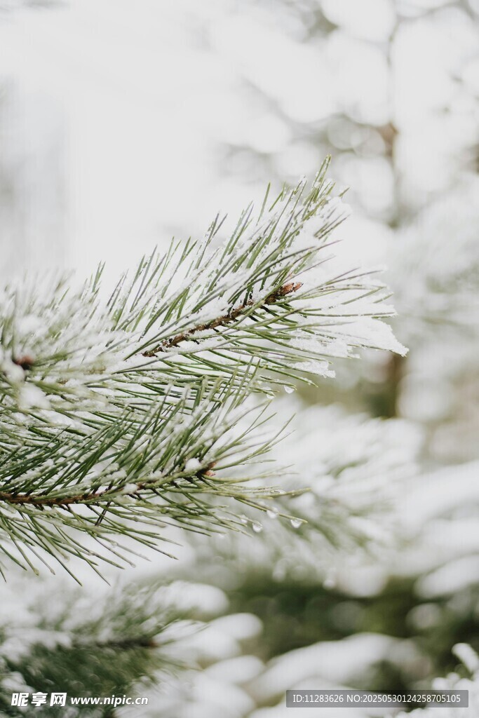 雪覆松枝的冬日景致